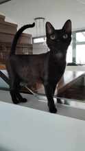 KIKOU, Katze, Europäisch Kurzhaar in Spanien - Bild 3