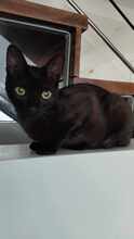 KIKOU, Katze, Europäisch Kurzhaar in Spanien - Bild 4