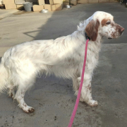 AYRTON, Hund, English Setter in Spanien - Bild 1