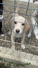 FILO, Hund, Mischlingshund in Rumänien - Bild 1