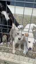 FILO, Hund, Mischlingshund in Rumänien - Bild 2