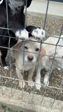 FILO, Hund, Mischlingshund in Rumänien - Bild 3