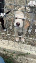 FILO, Hund, Mischlingshund in Rumänien - Bild 5
