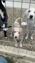 FILO, Hund, Mischlingshund in Rumänien - Bild 6