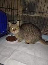 MARINA, Katze, Europäisch Kurzhaar in Bosnien und Herzegowina - Bild 1