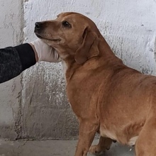 WELLA, Hund, Mischlingshund in Ungarn - Bild 1