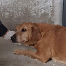 WELLA, Hund, Mischlingshund in Ungarn - Bild 2