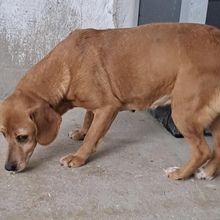 WELLA, Hund, Mischlingshund in Ungarn - Bild 3