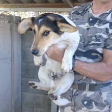DOBBY, Hund, Mischlingshund in Ungarn - Bild 1