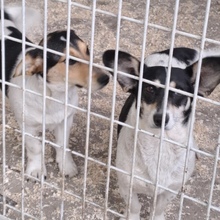 DOBBY, Hund, Mischlingshund in Ungarn - Bild 2