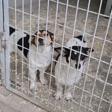 DOBBY, Hund, Mischlingshund in Ungarn - Bild 3