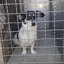 WINKY, Hund, Mischlingshund in Ungarn - Bild 1