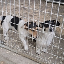 WINKY, Hund, Mischlingshund in Ungarn - Bild 2