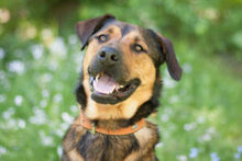 SPUTI, Hund, Mischlingshund in Lauf - Bild 10