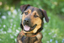 SPUTI, Hund, Mischlingshund in Lauf - Bild 11