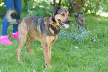 SPUTI, Hund, Mischlingshund in Lauf - Bild 12