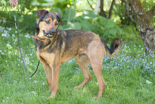 SPUTI, Hund, Mischlingshund in Lauf - Bild 13
