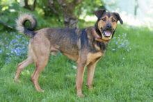 SPUTI, Hund, Mischlingshund in Lauf - Bild 15