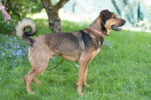 SPUTI, Hund, Mischlingshund in Lauf - Bild 16