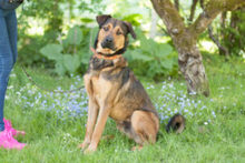 SPUTI, Hund, Mischlingshund in Lauf - Bild 17