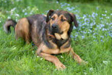 SPUTI, Hund, Mischlingshund in Lauf - Bild 18