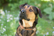 SPUTI, Hund, Mischlingshund in Lauf - Bild 19