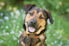 SPUTI, Hund, Mischlingshund in Lauf - Bild 2