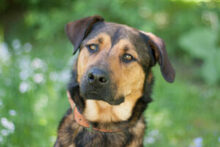 SPUTI, Hund, Mischlingshund in Lauf - Bild 20