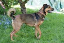 SPUTI, Hund, Mischlingshund in Lauf - Bild 21