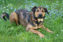 SPUTI, Hund, Mischlingshund in Lauf - Bild 4