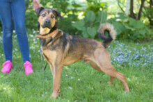 SPUTI, Hund, Mischlingshund in Lauf - Bild 6