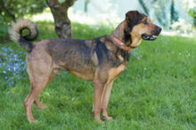 SPUTI, Hund, Mischlingshund in Lauf - Bild 7
