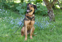 SPUTI, Hund, Mischlingshund in Lauf - Bild 8