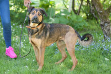 SPUTI, Hund, Mischlingshund in Lauf - Bild 9