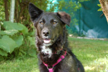 NORMITA, Hund, Mischlingshund in Lauf - Bild 1