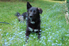 NORMITA, Hund, Mischlingshund in Lauf - Bild 10