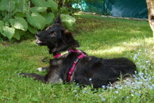NORMITA, Hund, Mischlingshund in Lauf - Bild 11