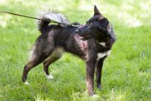 NORMITA, Hund, Mischlingshund in Lauf - Bild 12