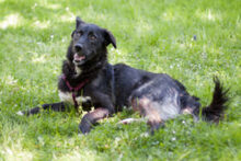 NORMITA, Hund, Mischlingshund in Lauf - Bild 13