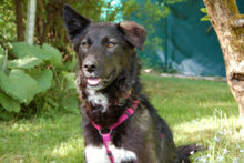 NORMITA, Hund, Mischlingshund in Lauf - Bild 14