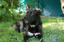 NORMITA, Hund, Mischlingshund in Lauf - Bild 15