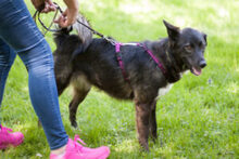 NORMITA, Hund, Mischlingshund in Lauf - Bild 16