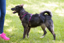 NORMITA, Hund, Mischlingshund in Lauf - Bild 17