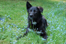 NORMITA, Hund, Mischlingshund in Lauf - Bild 18