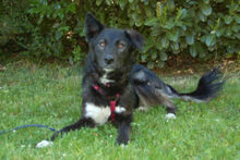 NORMITA, Hund, Mischlingshund in Lauf - Bild 20