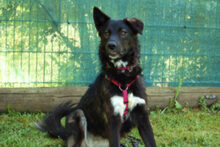 NORMITA, Hund, Mischlingshund in Lauf - Bild 21