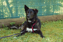 NORMITA, Hund, Mischlingshund in Lauf - Bild 22