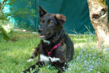 NORMITA, Hund, Mischlingshund in Lauf - Bild 24