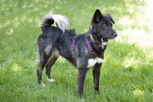 NORMITA, Hund, Mischlingshund in Lauf - Bild 3