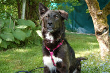 NORMITA, Hund, Mischlingshund in Lauf - Bild 7